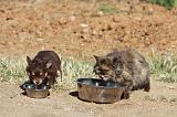 MANGER CHIEN ET CHAT 004